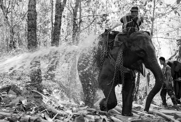 Beyond the Lens: Allyse Pulliam's Photographic Journey from New York to the Thai/Burma Border